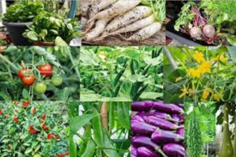 Hello Telugu - Monsoon Important Health Tips