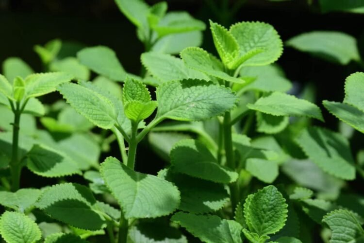Hello Telugu - Ajwain Leaves Interesting Benefits