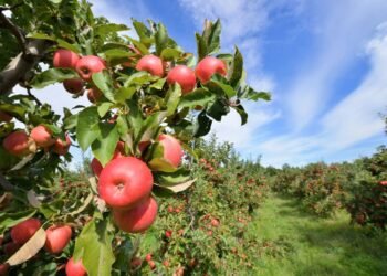 Hello Telugu - Apple Interesting Benefits