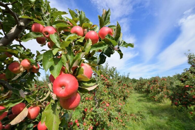 Hello Telugu - Apple Interesting Benefits