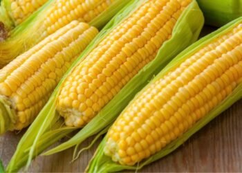 Hello Telugu - Corn Interesting Facts