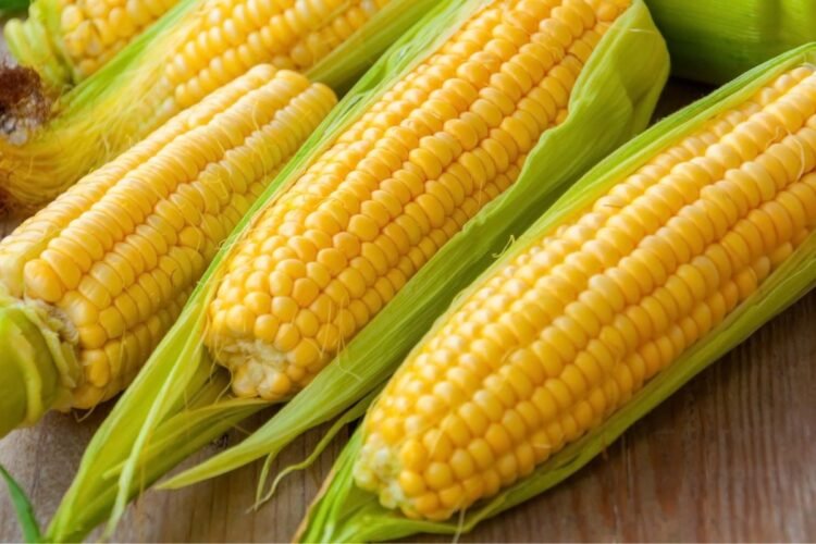 Hello Telugu - Corn Interesting Facts