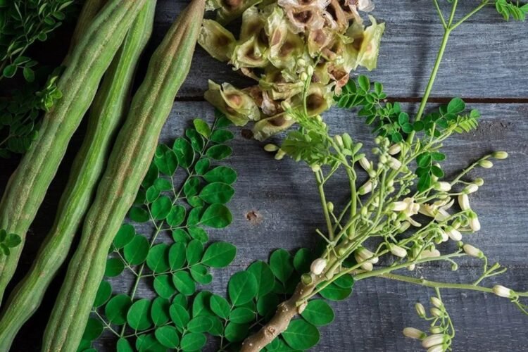 Hello Telugu - Drumstick Leaves