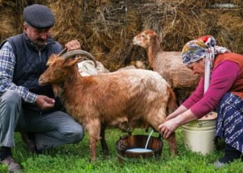 Hello Telugu - Goat Milk Inspiring Benefits