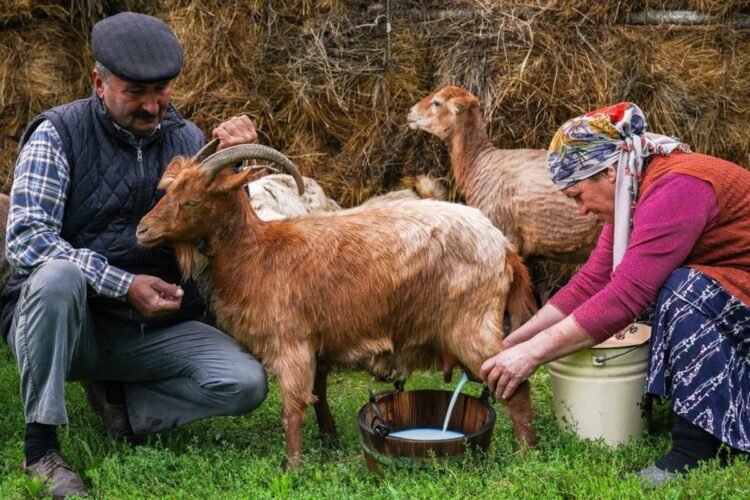 Hello Telugu - Goat Milk Inspiring Benefits