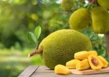 Hello Telugu - Jackfruit Interesting Benefits