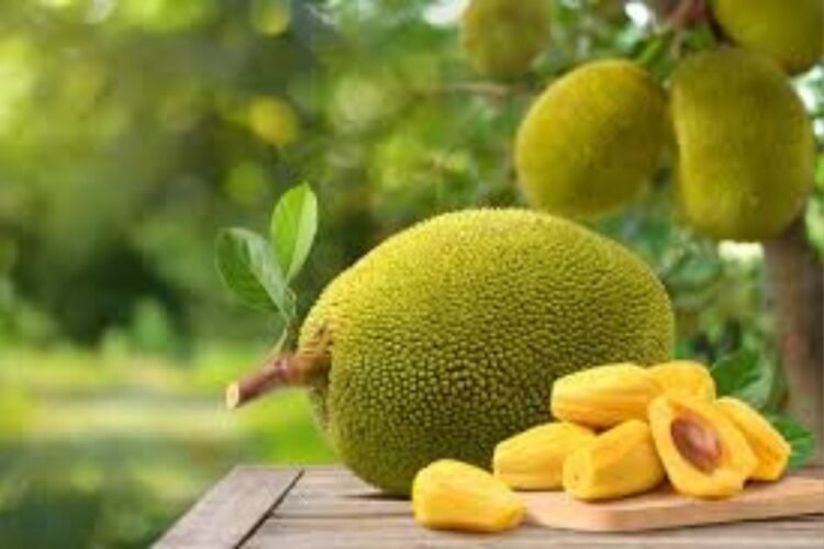 Hello Telugu - Jackfruit Interesting Benefits