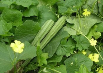 Hello Telugu - Ridge Gourd Shocking Effects