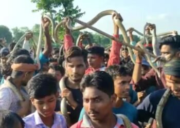 Hello Telugu - Snake Festival Interesting