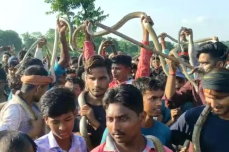 Hello Telugu - Snake Festival Interesting