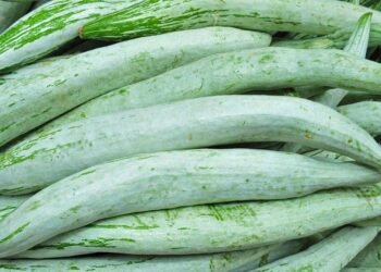 Hello Telugu - Snake Gourd Interesting Benefits