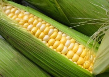 Hello Telugu - Sweet Corn Sensational Facts