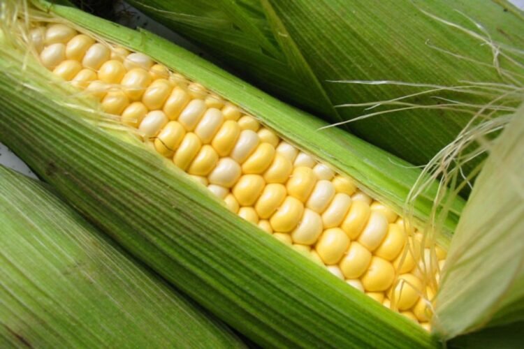 Hello Telugu - Sweet Corn Sensational Facts