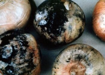 Hello Telugu - Using Black Mold Onion Dangerous