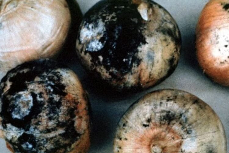 Hello Telugu - Using Black Mold Onion Dangerous
