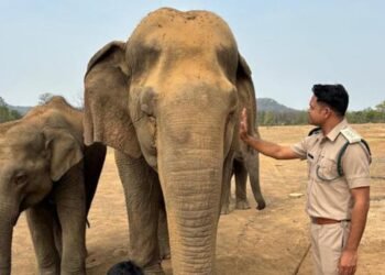 hellotelugu-vatsalaelephant