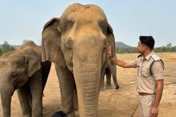 hellotelugu-vatsalaelephant