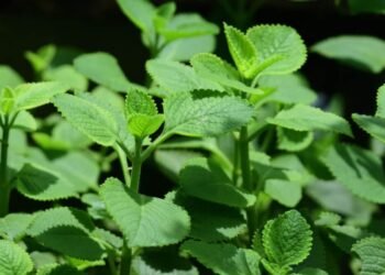 Hello Telugu - Ajwain Leaves Interesting Benefits