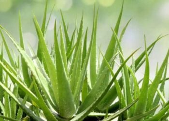 Hello Telugu - Aloe Vera Interesting Facts