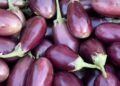 Hello Telugu - Brinjal Shocking Facts