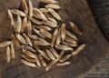 Hello Telugu - Date Seeds Interesting Updates