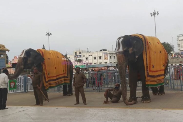 Hello Telugu - TTD - Elephants Interesting