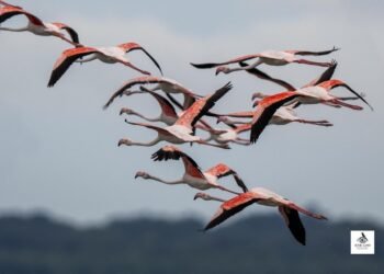 Hello Telugu - DY CM Pawan Kalyan Important Update