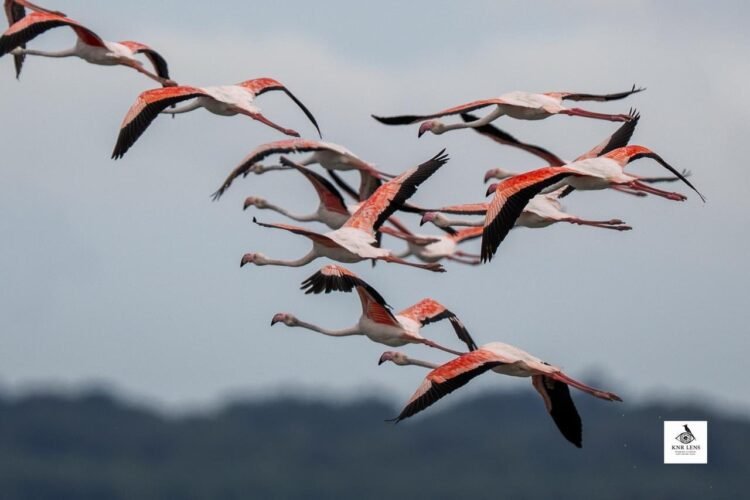 Hello Telugu - DY CM Pawan Kalyan Important Update