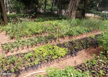 hellotelugu-TTDPlants