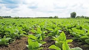 hellotelugu-APTobacco