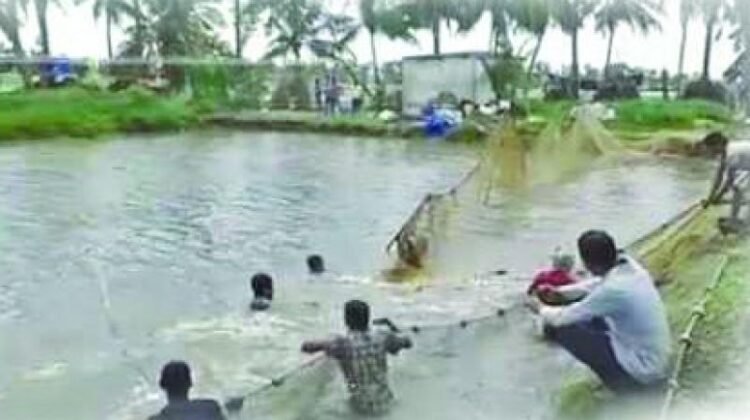hellotelugu-APAquaFarmers