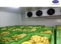 helloteugu-APBananaCoaldStorage