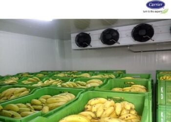 helloteugu-APBananaCoaldStorage