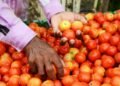 hellotelugu-APTomato