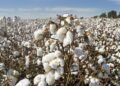 hellotelugu-CottonSeeds