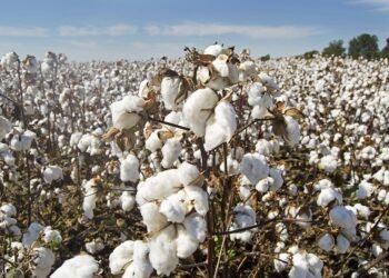 hellotelugu-CottonSeeds