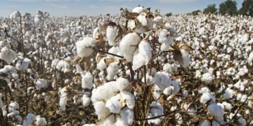 hellotelugu-CottonSeeds