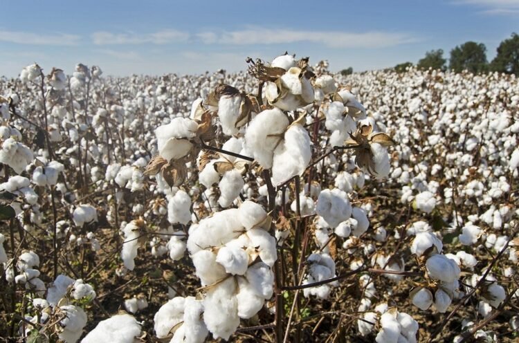 hellotelugu-CottonSeeds