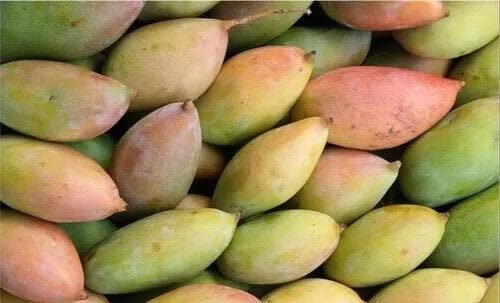 hellotelugu-TotapuriMangoes