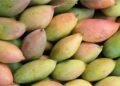 hellotelugu-TotapuriMangos