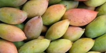 hellotelugu-TotapuriMangos