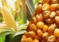 hellotelugu-APseeds