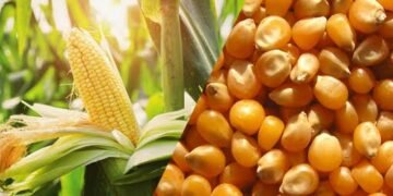 hellotelugu-APseeds
