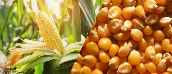 hellotelugu-APseeds