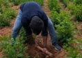 hellotelugu-NaturalFarming