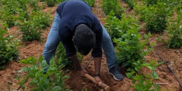 hellotelugu-NaturalFarming